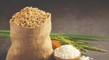 استقرار أسعار تصدير الأرز الفيتنامي عند 415 دولاراً للطن في 11 مارس